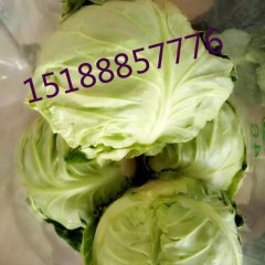 永年甘蓝质量上乘,永年王路平诚信合作