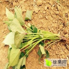 商丘市高淀粉商薯19红薯