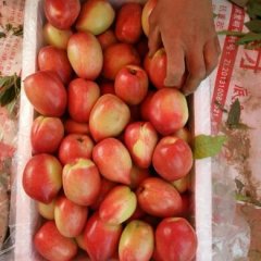 山东冠县中油4号5号9号油桃大量上市