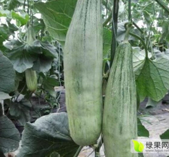 2016年山东寒亭羊角蜜价格