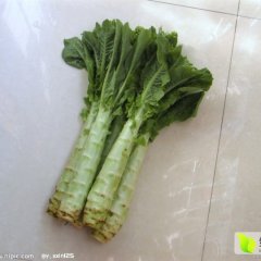 2016金乡莴苣大量上市中，质量好