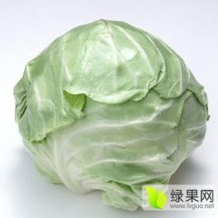 山东金乡优质甘蓝