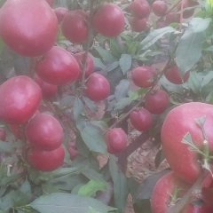 2016冠县油桃俏销大江南北