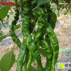 湖南君山螺丝椒辣椒假一赔十