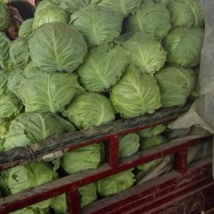 云阳镇蔬菜基地中甘21单个1公斤左右