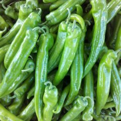 2016滦南盛产绿色无公害尖椒