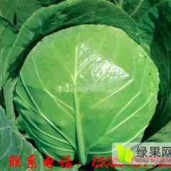 郯城后小李佳祥4月中甘21甘蓝