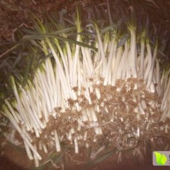 新野我处洋葱今年长势喜人