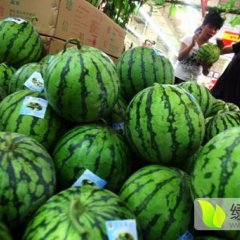 陕西大荔县西瓜李望云诚信代办