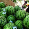 陕西大荔县西瓜李望云诚信代办