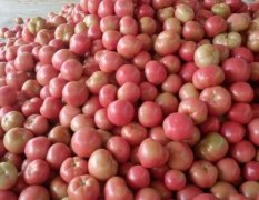 莘县硬粉西红柿正在上市中