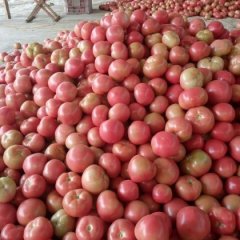 莘县硬粉西红柿正在上市中