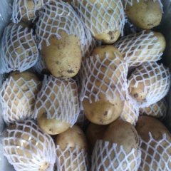 肥城诚信郭女士4月荷兰十五土豆