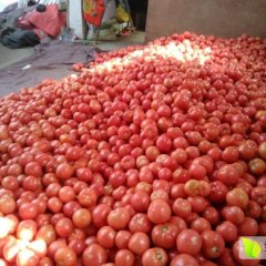 费县西红柿何去何从,薛庄范长安诚信合作