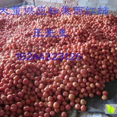 费县西红柿火热上市,胡阳王明友诚信合作