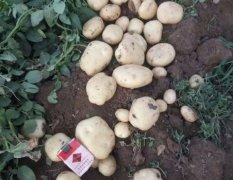 山东济宁中薯土豆大量上市