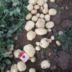 山东济宁中薯土豆大量上市