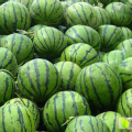 山东泗水京欣西瓜名优产品