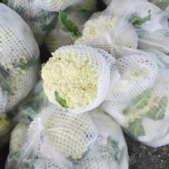 陕西泾阳白面青梗松花菜菜花上货量大