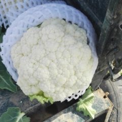 泾阳菜花是名优特产,云阳陈增诚信合作