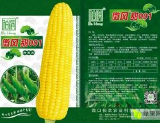 甜玉米种子新品上市