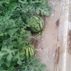 云南蒙自8424西瓜价格适宜