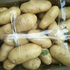 山东平邑县敬国果蔬合作社大棚土豆种植基地