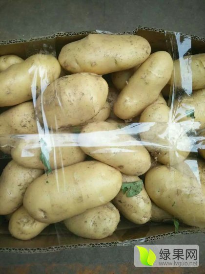 2016年山东平邑荷兰十五价格