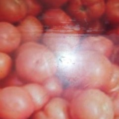 大棚种植基地安阳市内黄县万亩西红柿