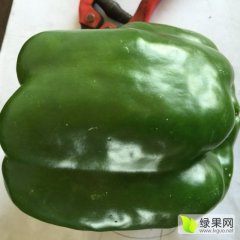 山东平度种植27亩甜椒近期大量上市