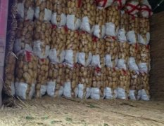 山东泗水荷兰.中薯系列土豆上市。实拍图