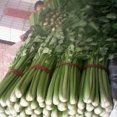 河南省延津县大量供大棚应芹菜