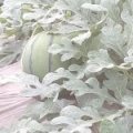 聊城市许营镇无公害西瓜火爆招商中