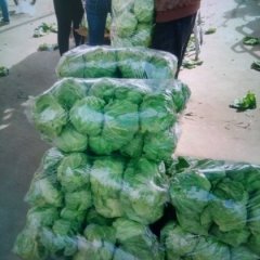 河南博爱8398甘蓝欢迎合作