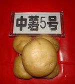 河南邓州中薯系列土豆产销两旺