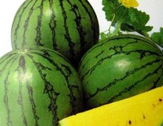 优质东台西瓜供应-新曹农场种植基地