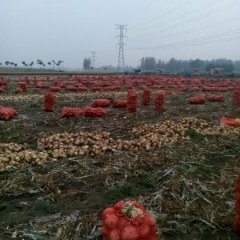 丰县顺河杨加华黄皮洋葱