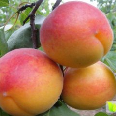 陕西金太阳杏，丰原红杏子产地