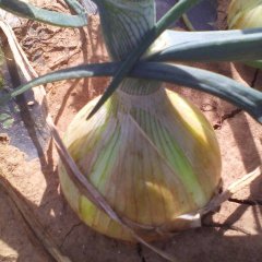 新野岗北蔬菜基地现有黄皮洋葱2000亩