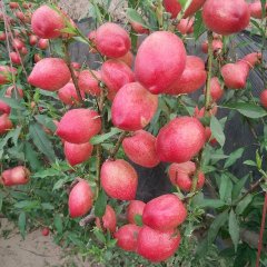 冠县中油4号5号9号头茬二茬降价