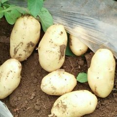 滕州是全国远近闻名的土豆之乡