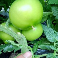 江苏省徐州市、西红柿，常年走车，有半挂