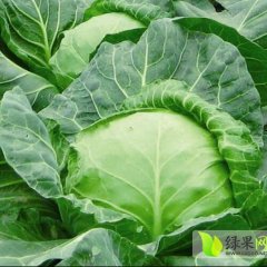 甘蓝大面积上市，上货快