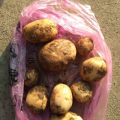 湖北云梦早大白土豆何去何从