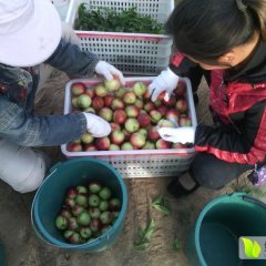 大荔范家白康4月中油5号油桃