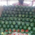 山东西瓜供应价格聊城基地西瓜价格许营西瓜市