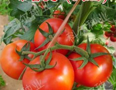 布鲁克 大红果番茄 荷兰大红番茄品种