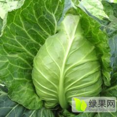 河南新野牛心甘蓝长势旺盛