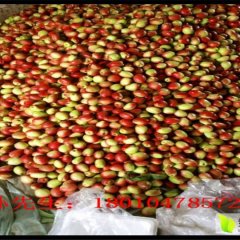 唐山乐亭上万亩油桃已经上市，价格便宜！！！