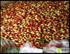 唐山乐亭上万亩油桃已经上市，价格便宜！！！